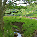 Swaledale Shady Brook